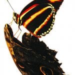 article image -